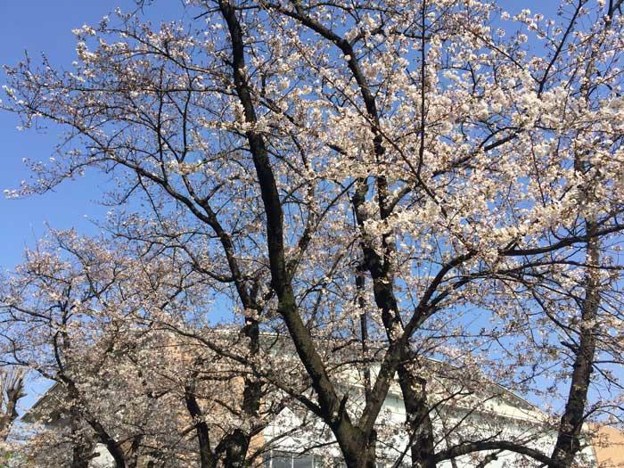 東京農業大学世田谷キャンパスの桜