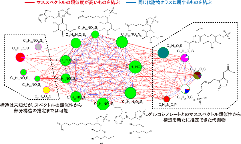代謝物の類似性などによるネットワーク